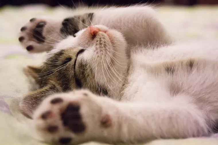 Fun Facts About Cats