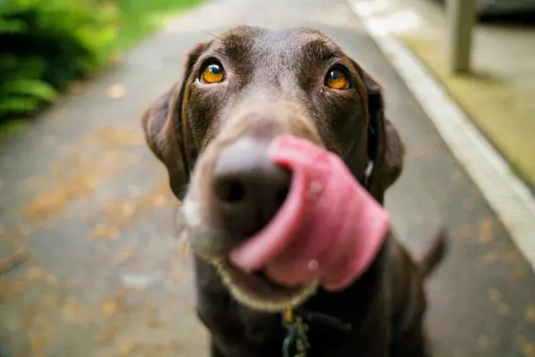 Dog licking his face