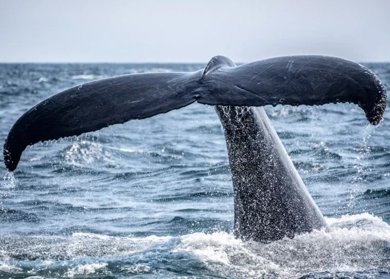 Fun Facts About Ocean Animals