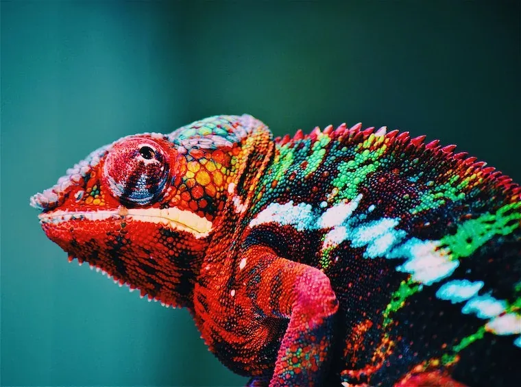 Fun Facts About Animals
