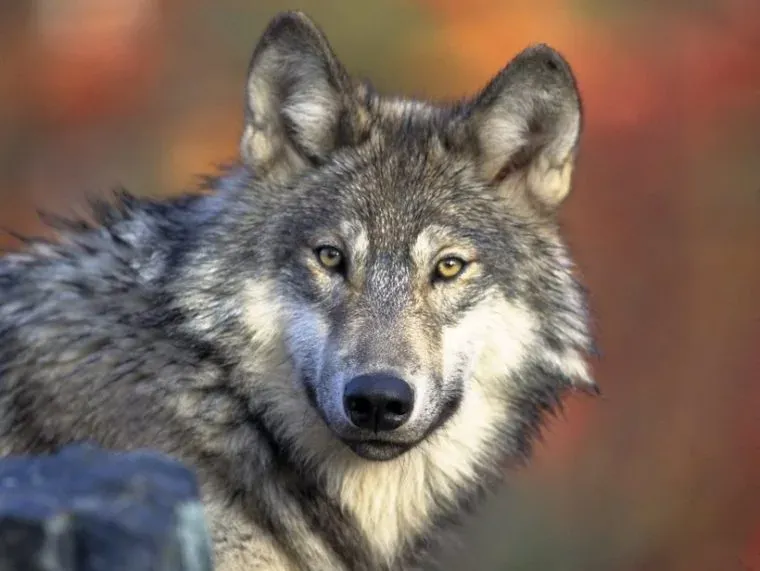30 Amazing Fun Facts About Nature
