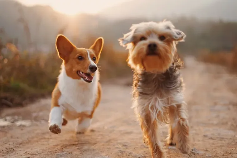 50 Lesser-Known Facts About Dogs
