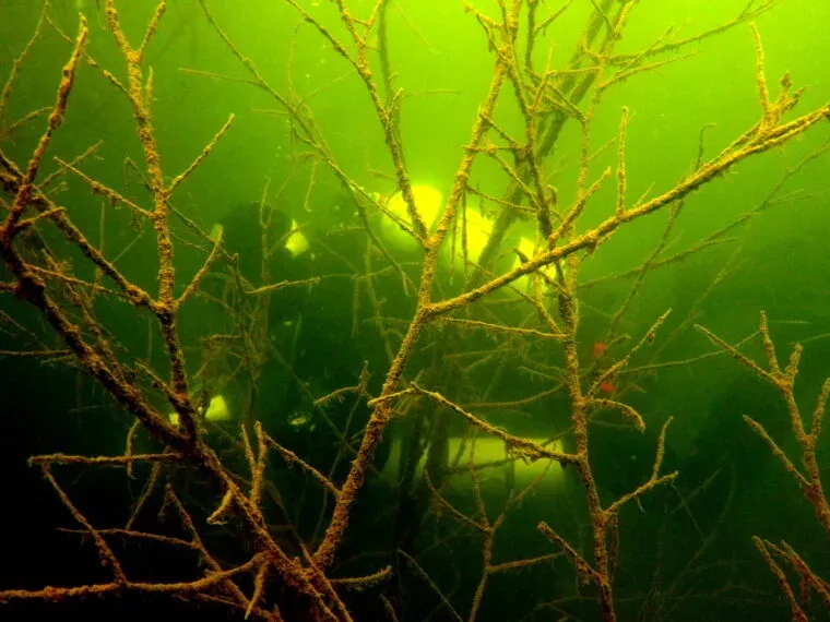Astonishing Underwater Forests: The Enigma of Sunken Amazonian Trees