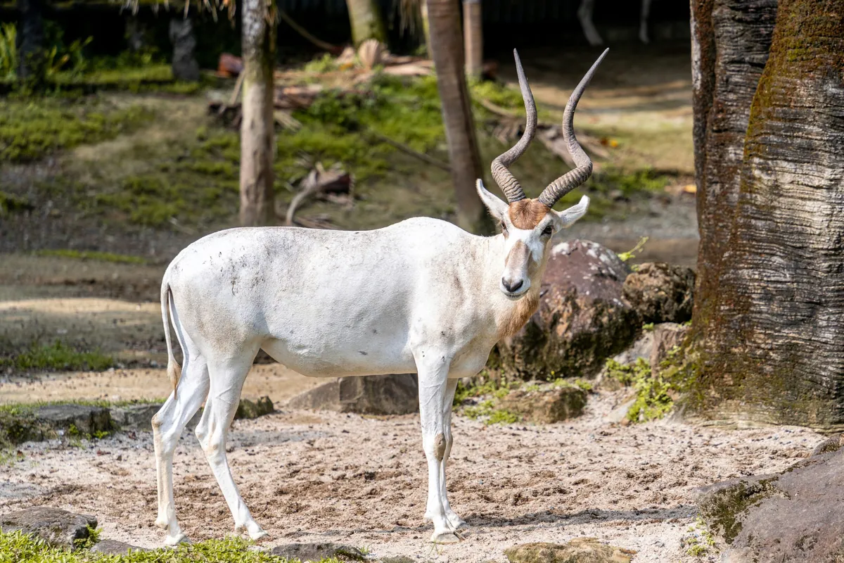 Facts About Addax
