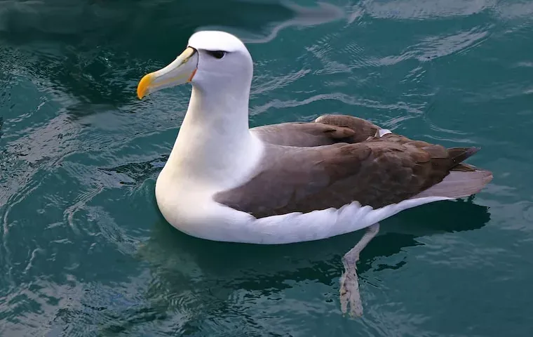 Albatross