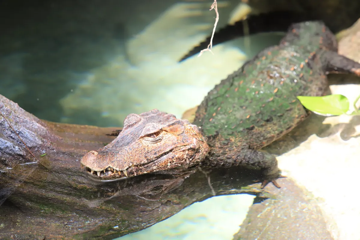 Facts About Alligators