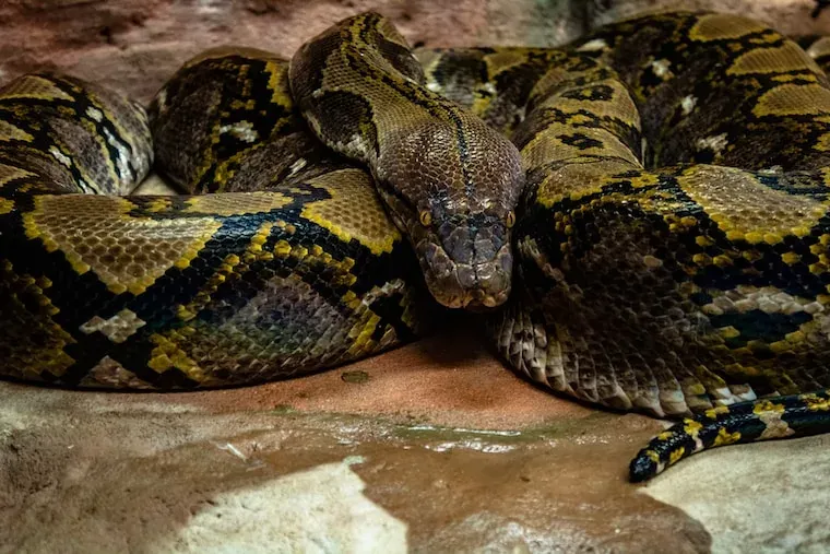 Facts About Anacondas