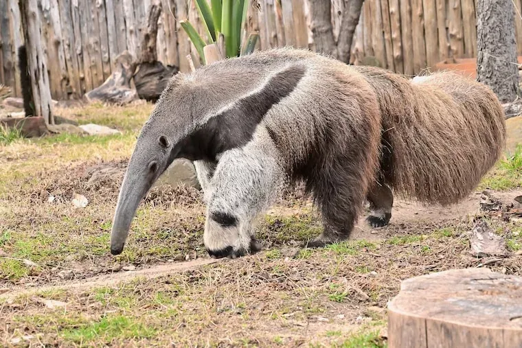 Facts About Anteaters