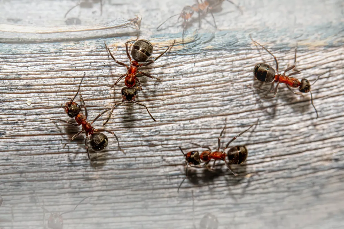 Facts About Ants
