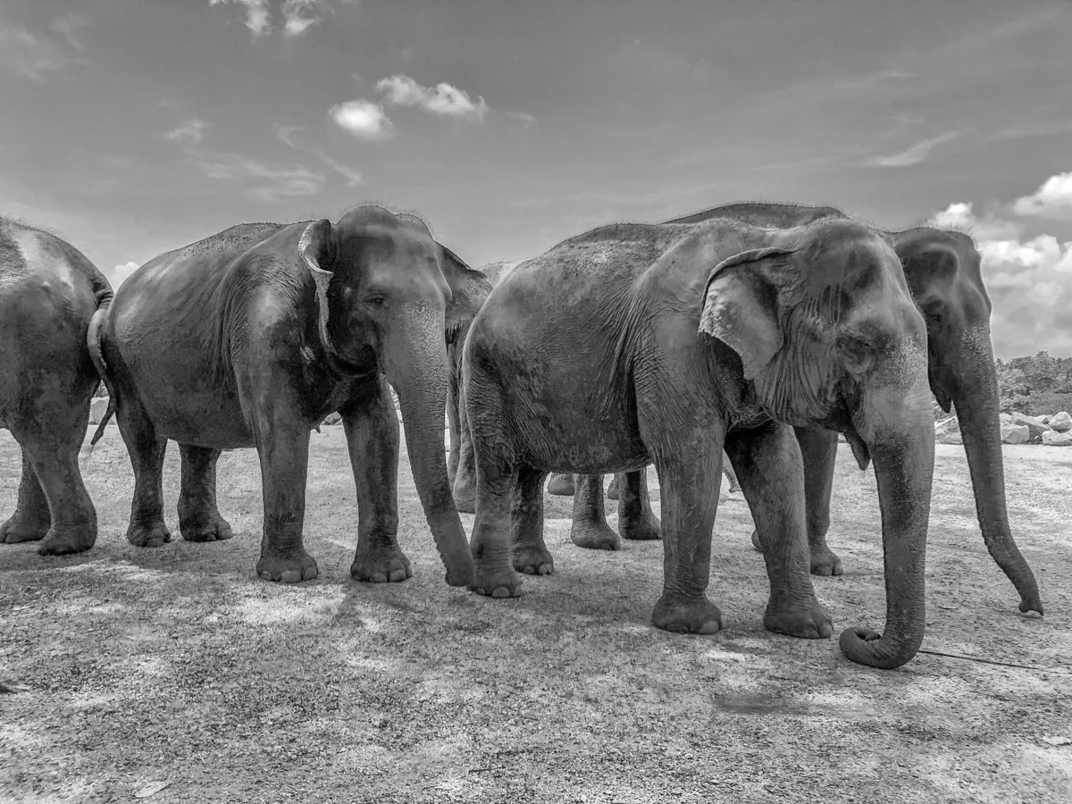 Facts About Asian Elephants