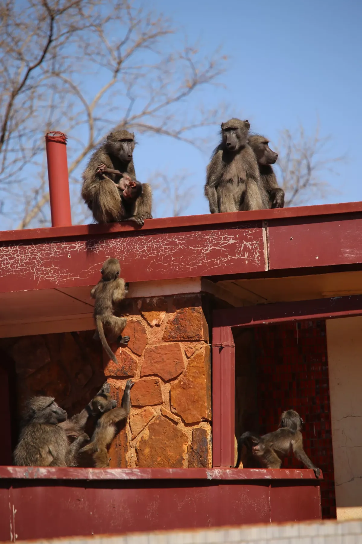 Facts About Baboons