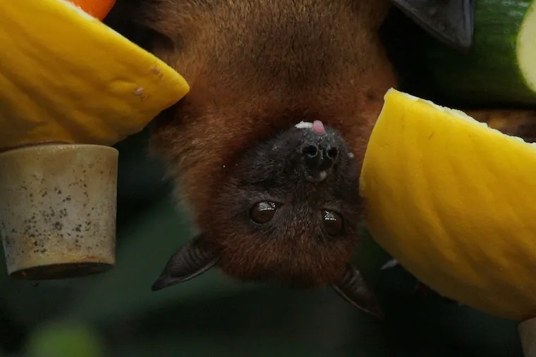 Facts About Bats
