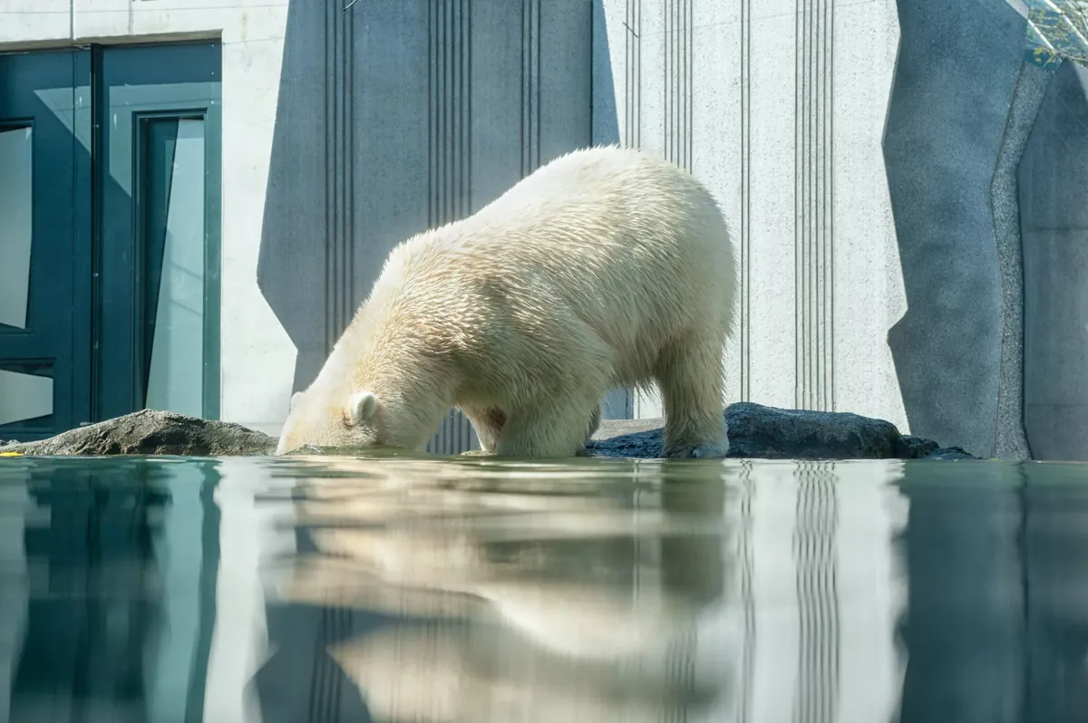 Facts About Bears