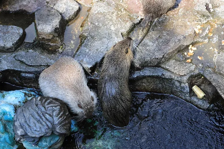Facts About Beavers