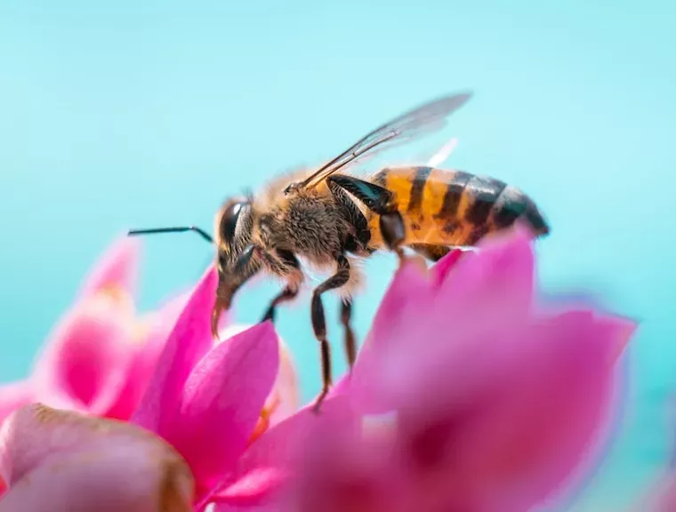 Facts About Bees