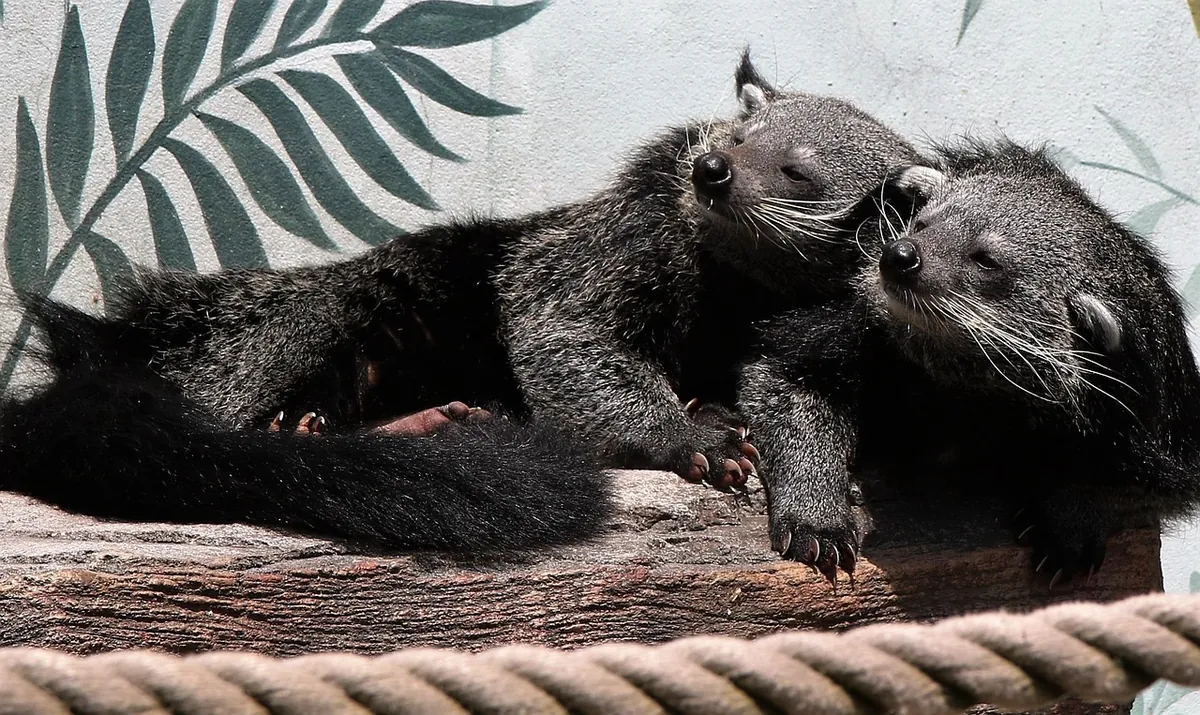 binturong, bearcat, wildlife, animal, conservation, fur, nature, cute, endangered, bear, forest, sleep, binturong, binturong, binturong, binturong, binturong, bearcat