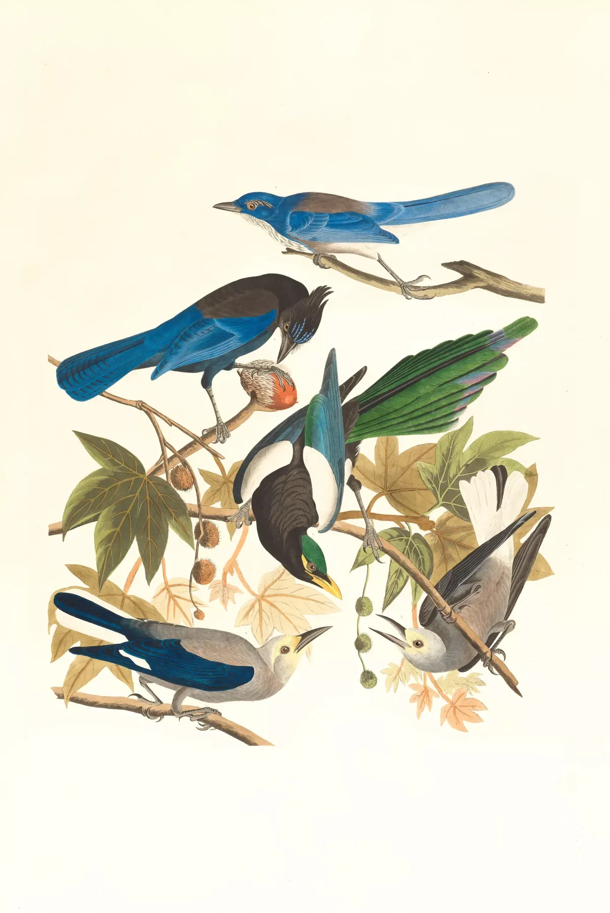 Facts About Birds