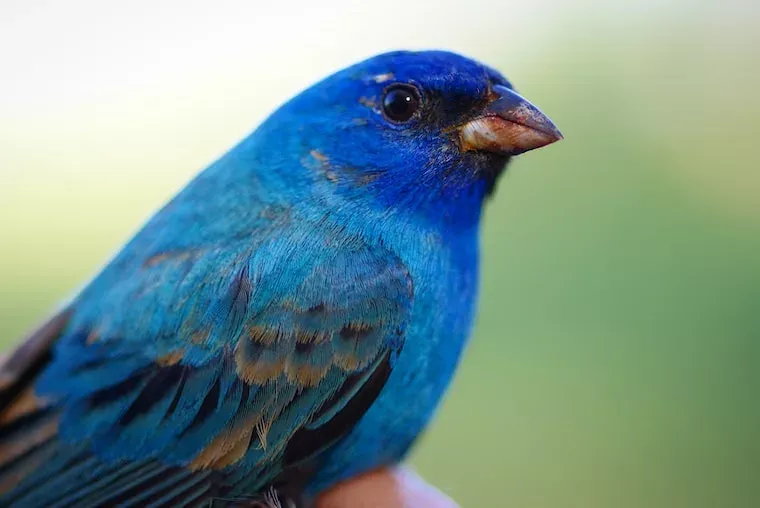 Facts About Bluebirds