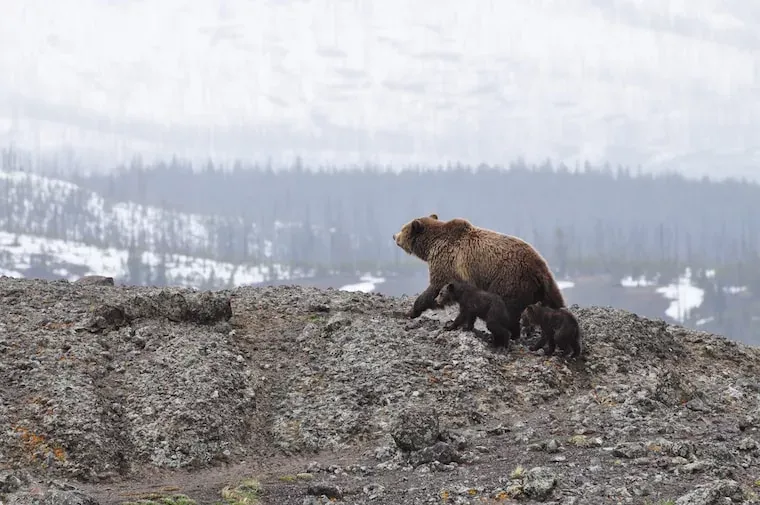 Brown Bears