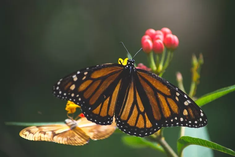 Facts About Butterflies