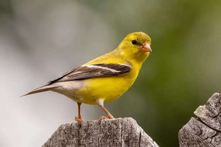 Facts About Canaries