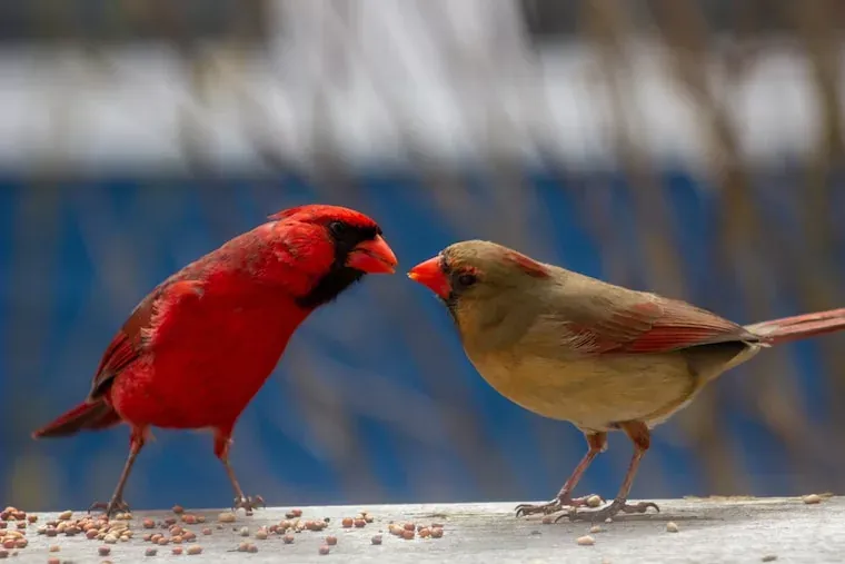 Facts About Cardinals