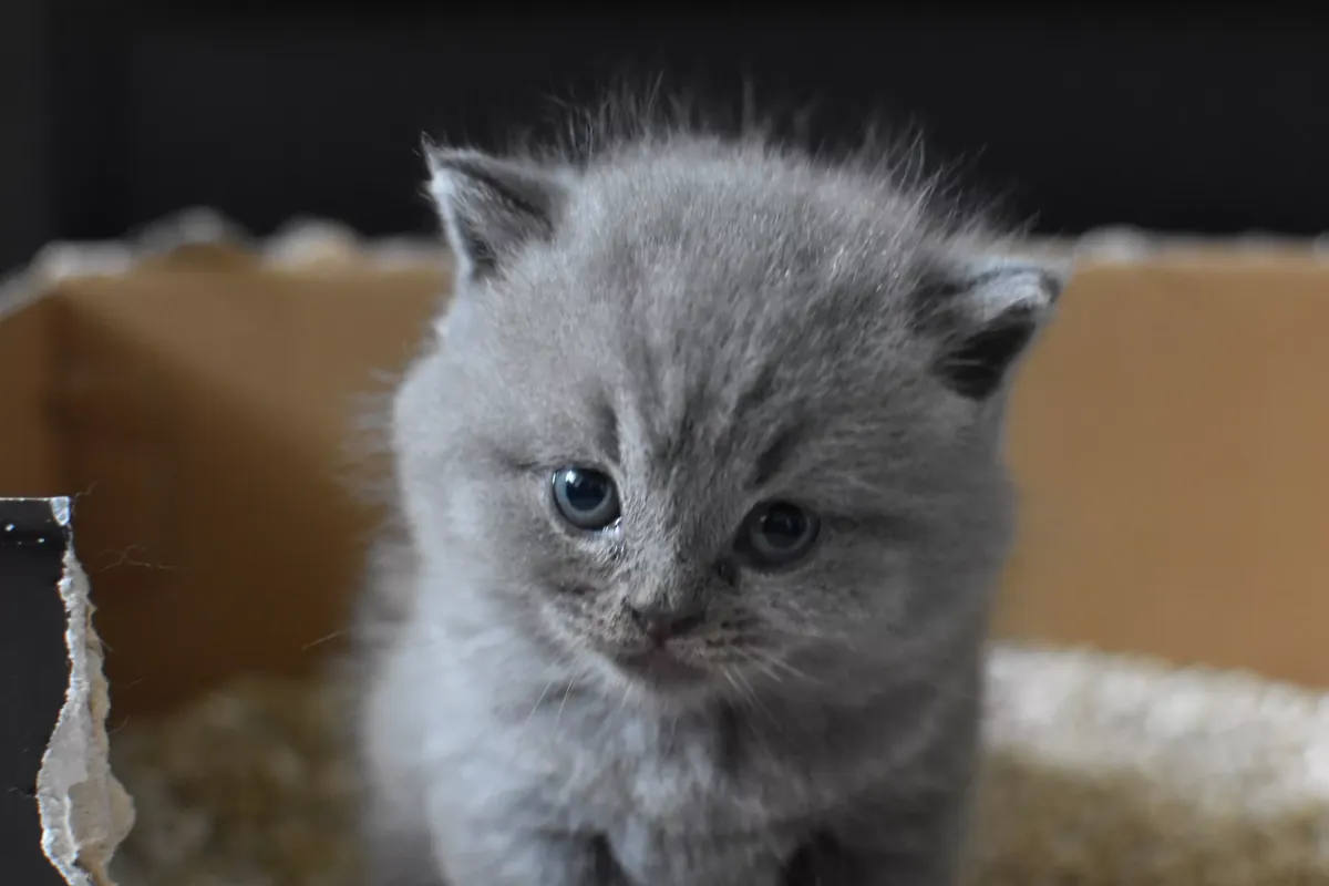 Facts About Cats