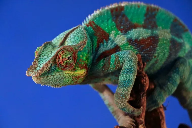 Facts About Chameleons