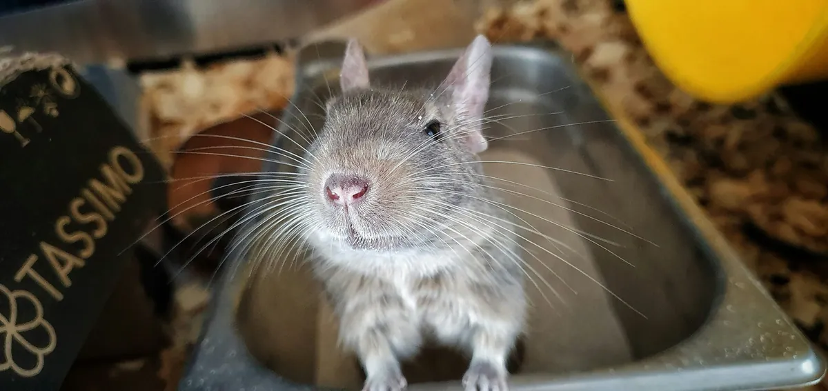 Facts About Chinchillas