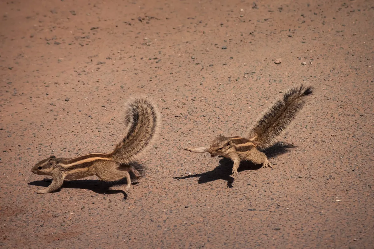 Facts About Chipmunks
