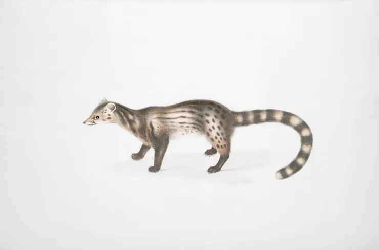 Facts About Civets