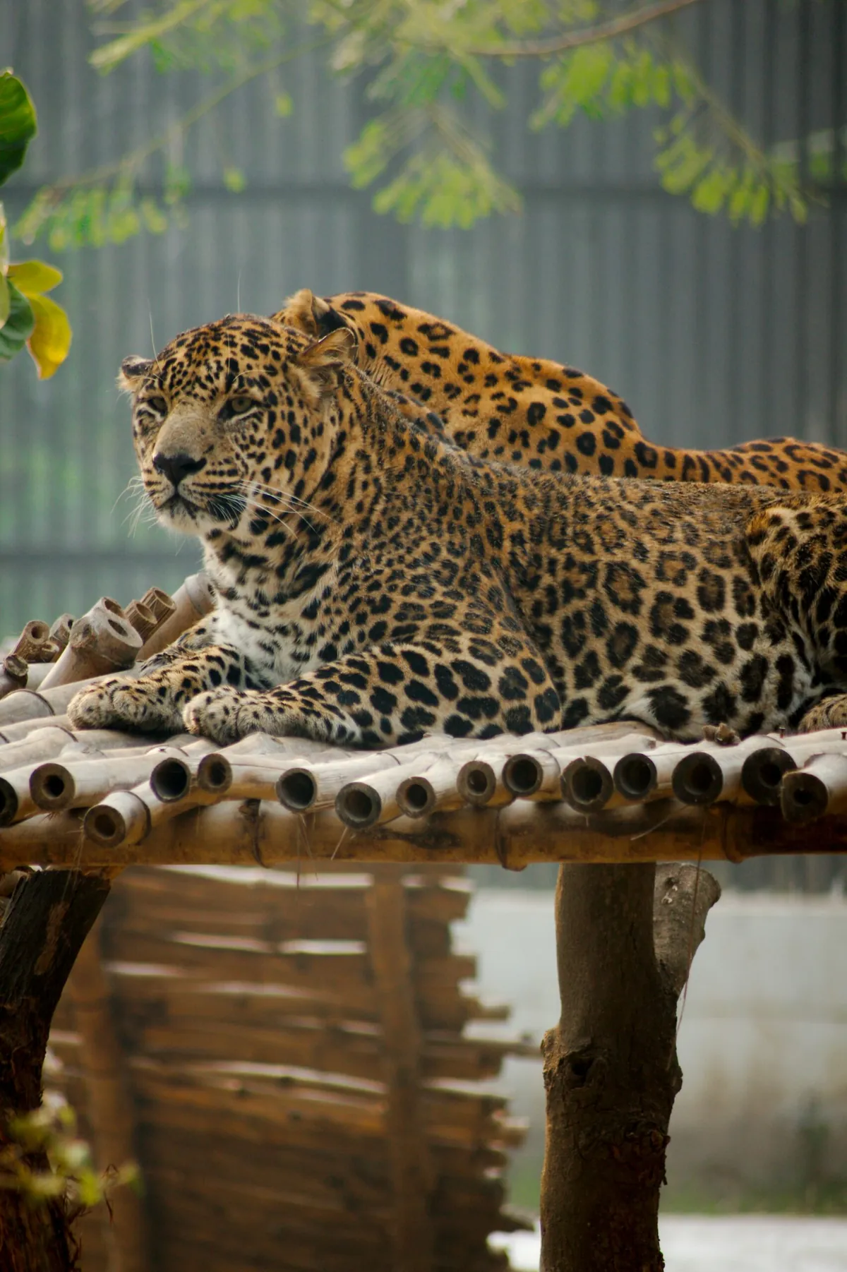 Facts About Clouded Leopards