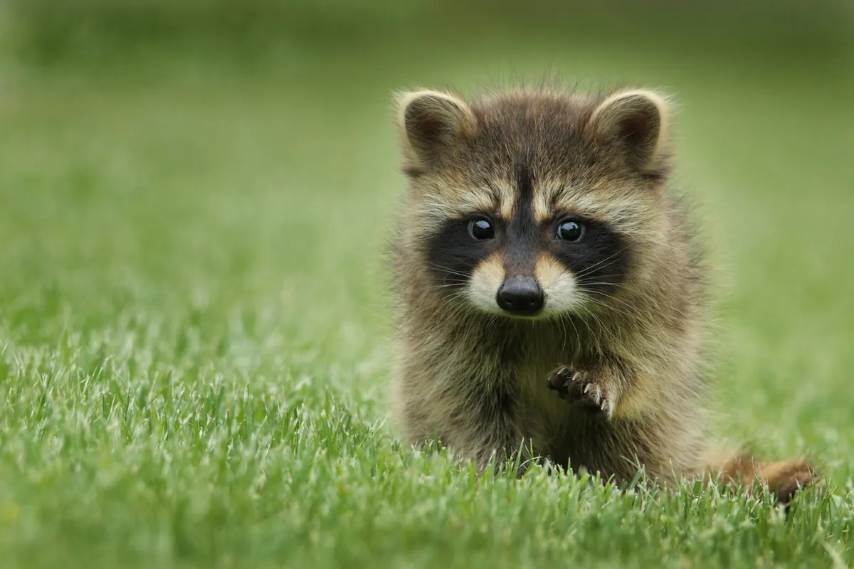 Facts About Coatis