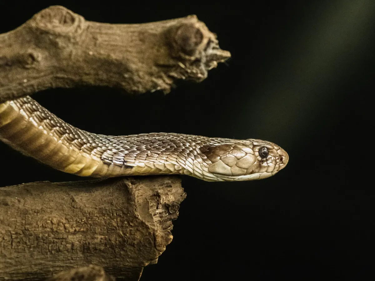 Facts About Cobras