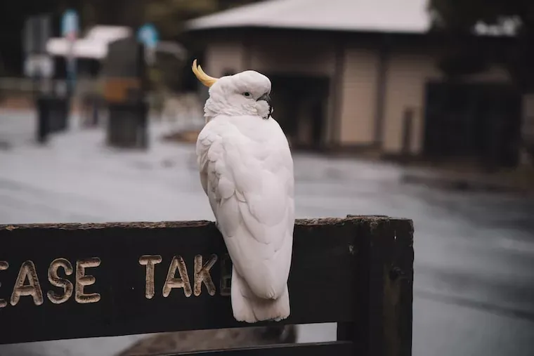 Facts About Cockatoos