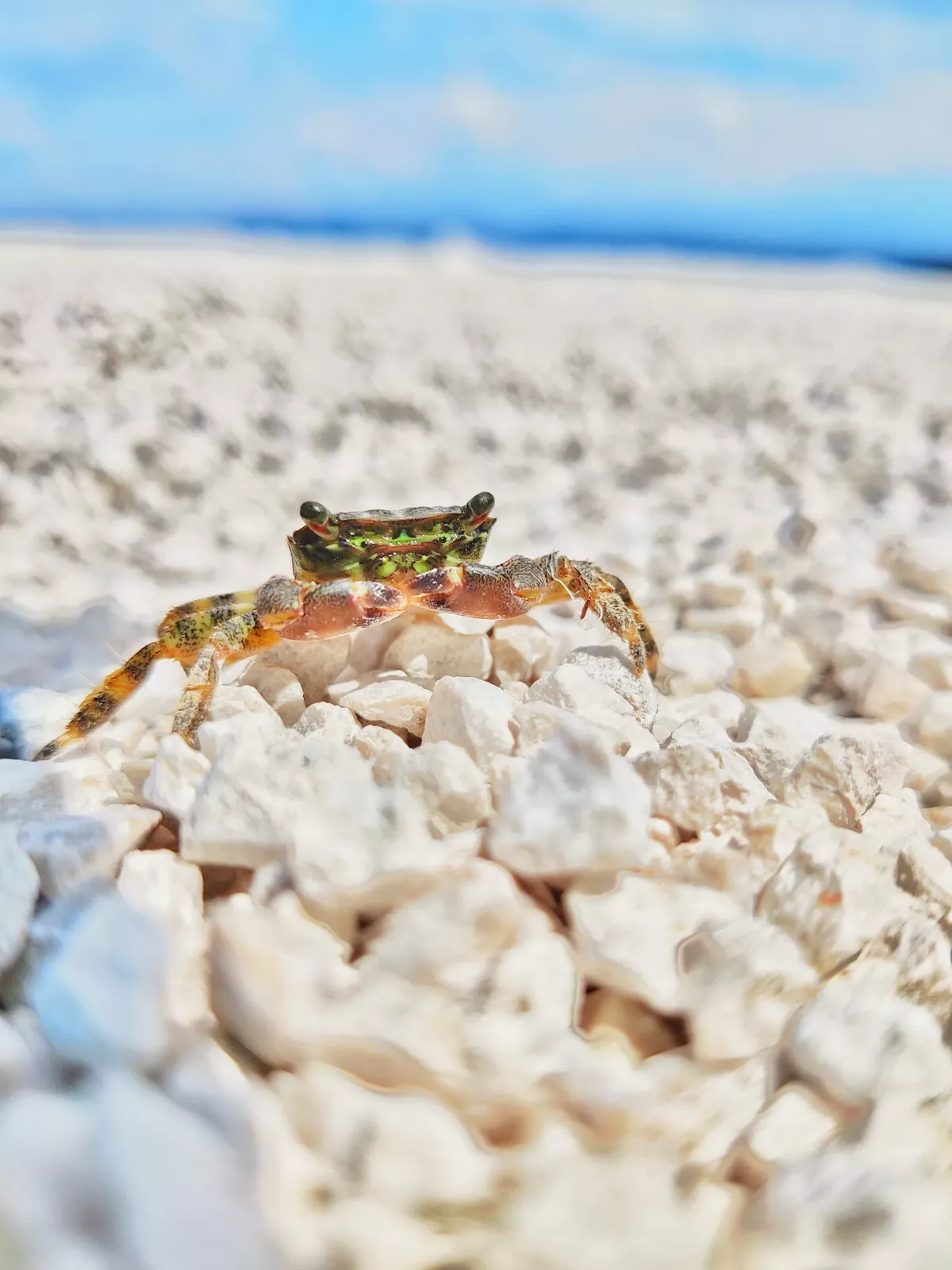 Facts About Crabs