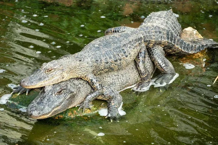 Facts About Crocodiles