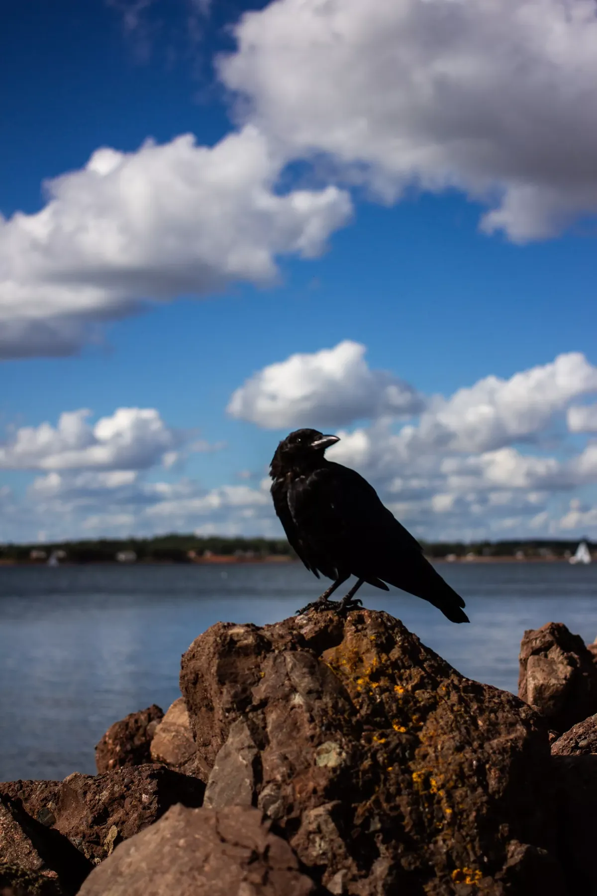 Facts About Crows