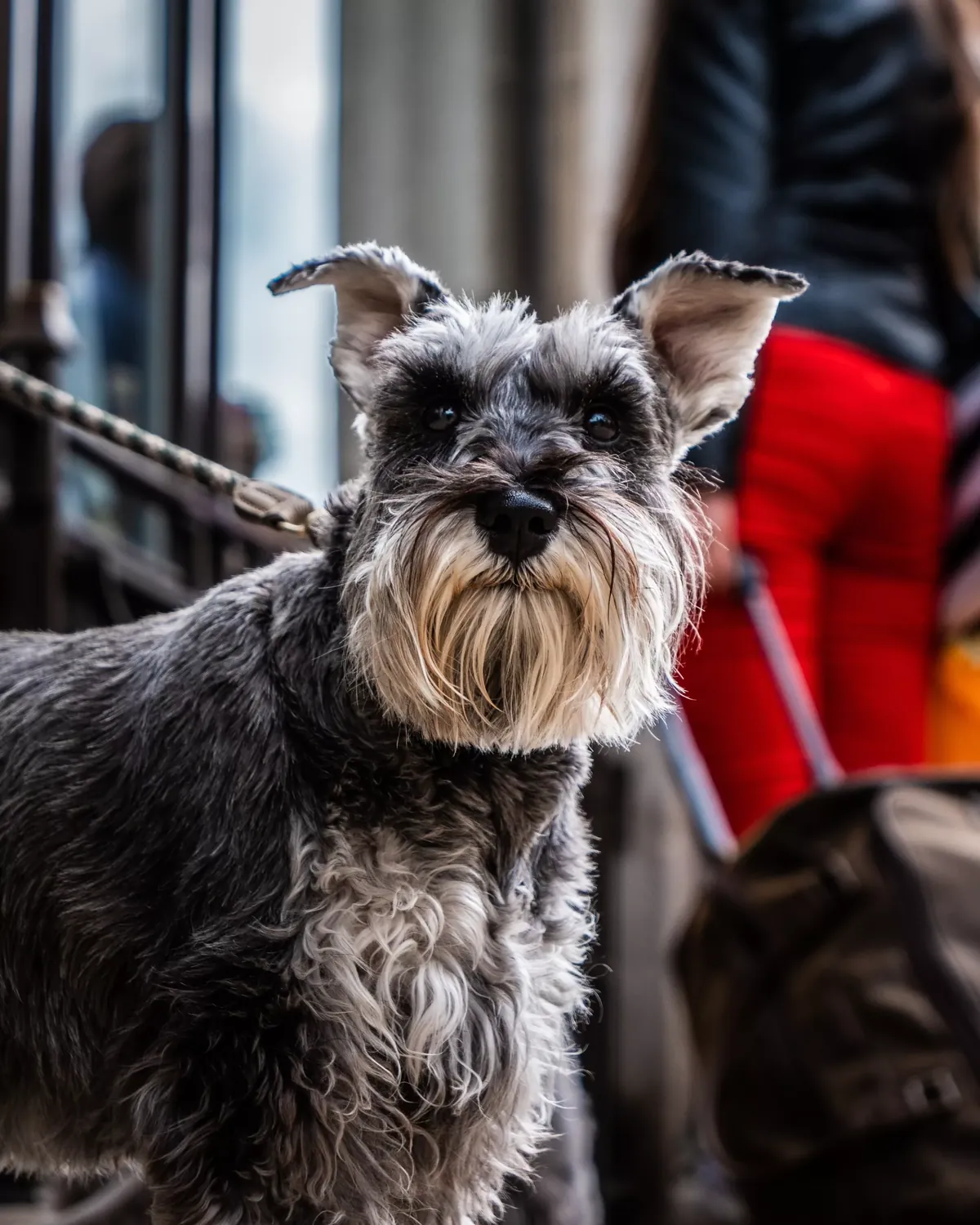 Facts About Dogs
