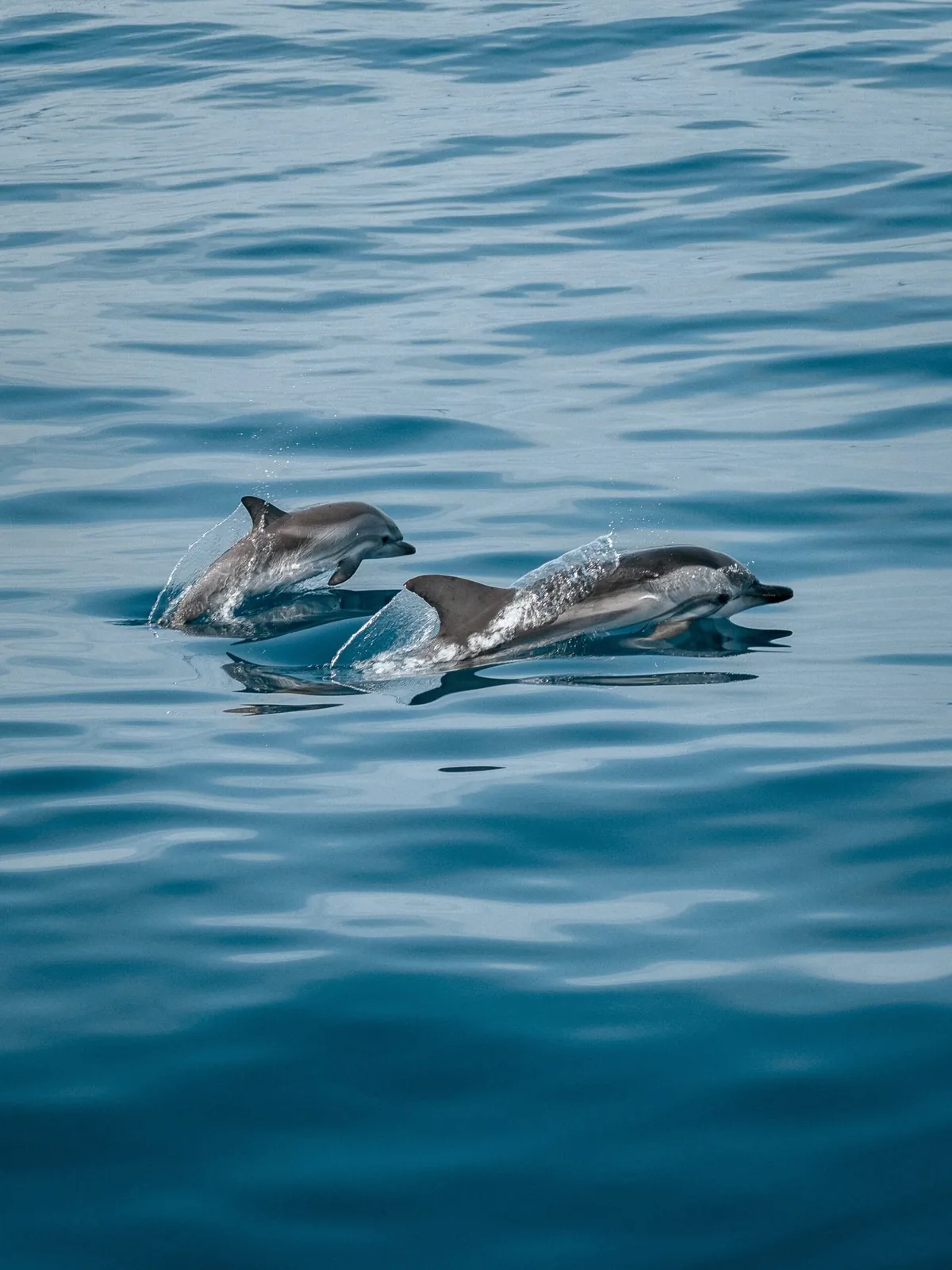 Facts About Dolphins