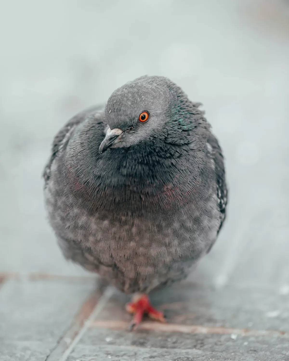 Facts About Doves
