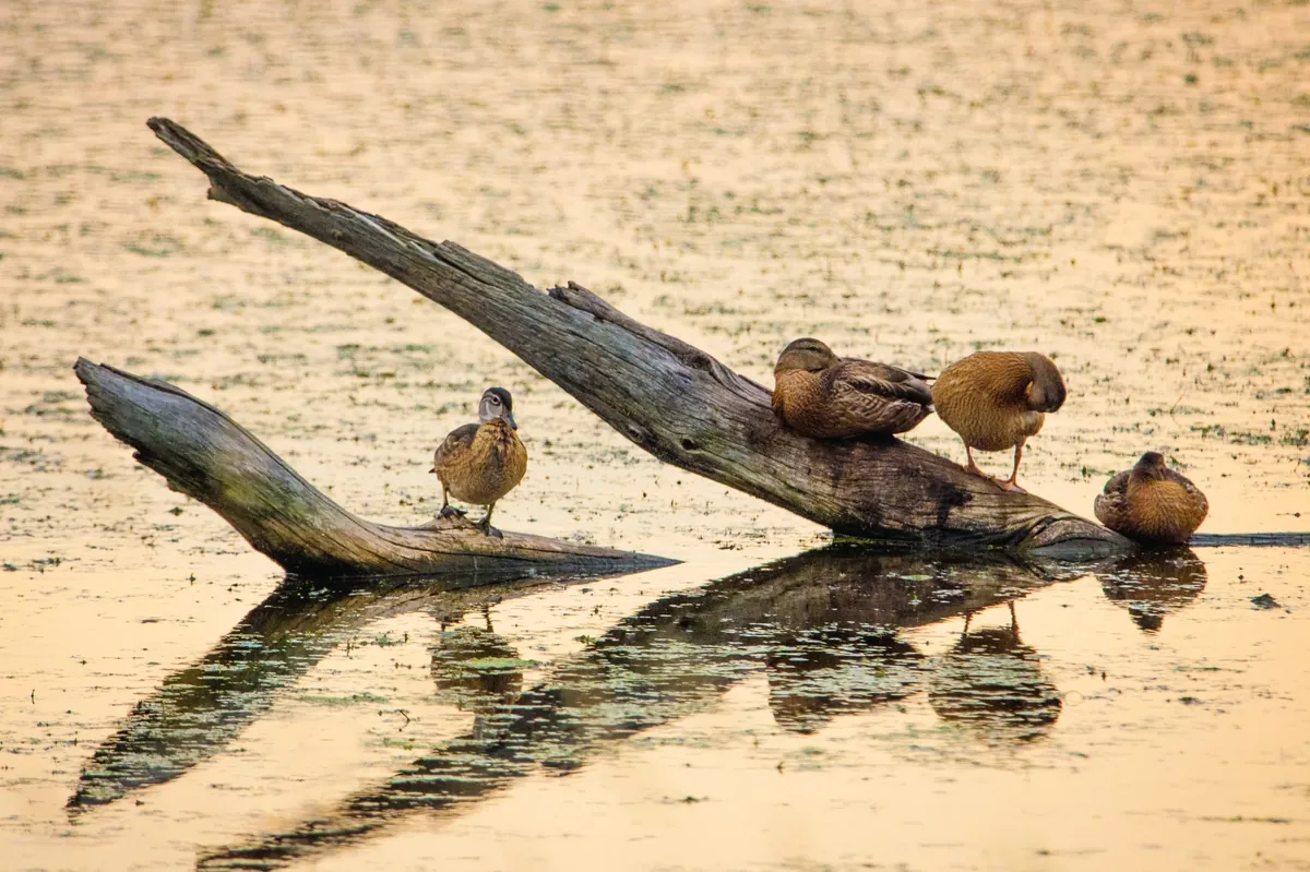 Facts About Ducks