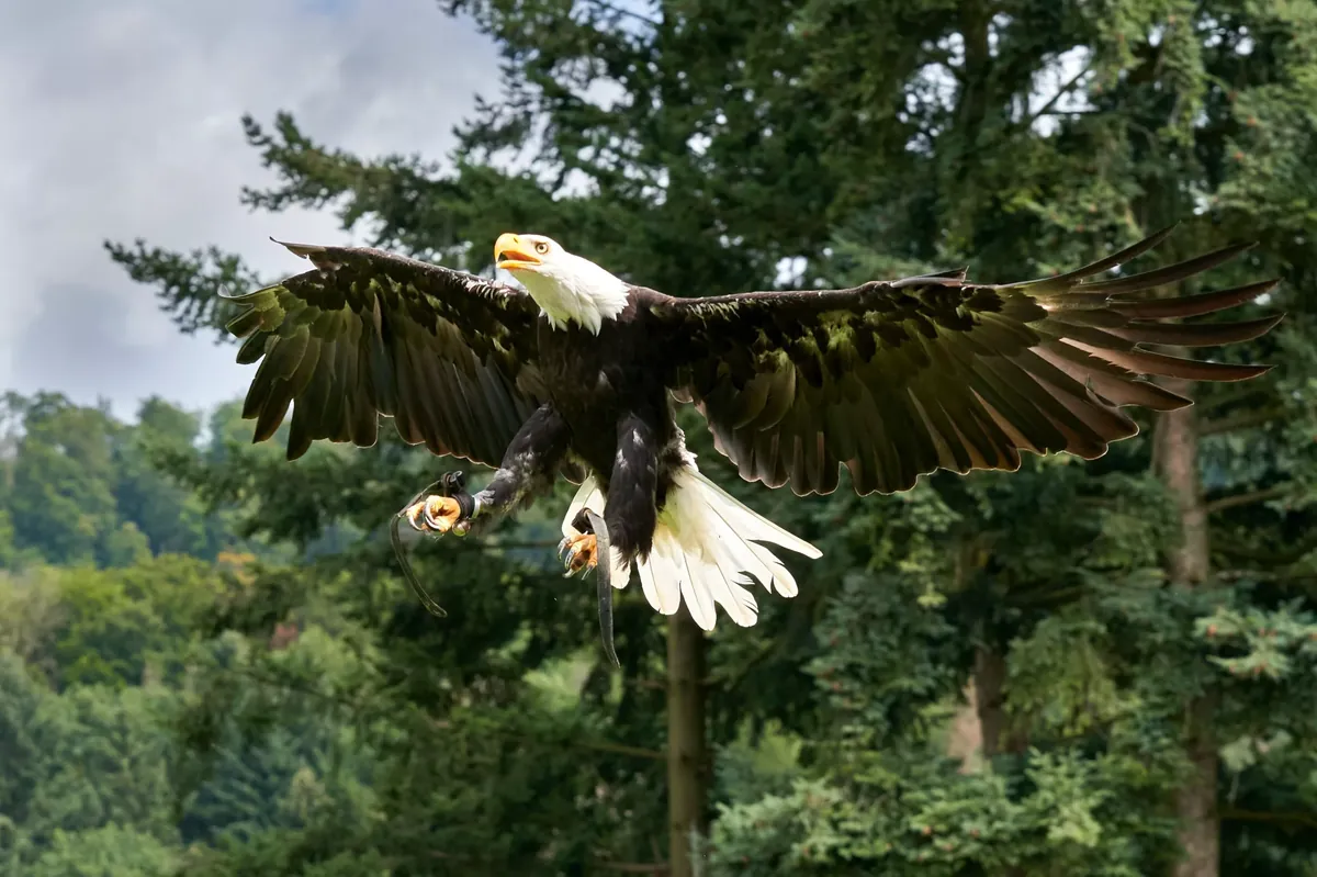 Facts About Eagles