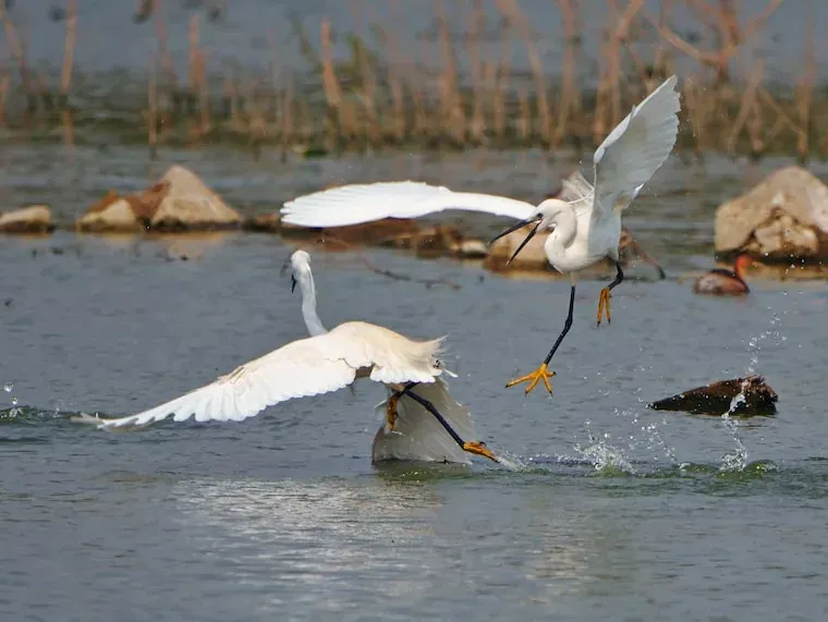 Facts About Egrets