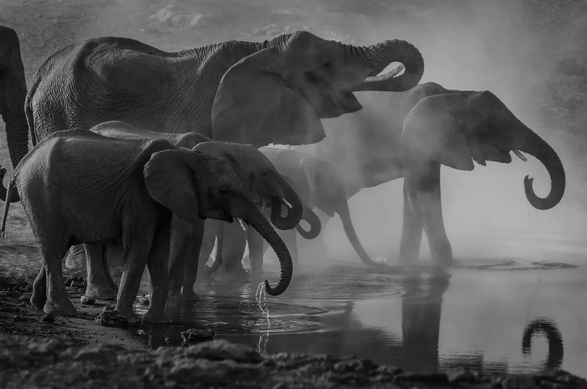 Facts About Elephants