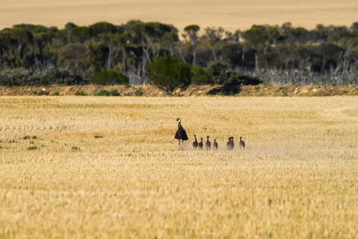 Facts About Emus