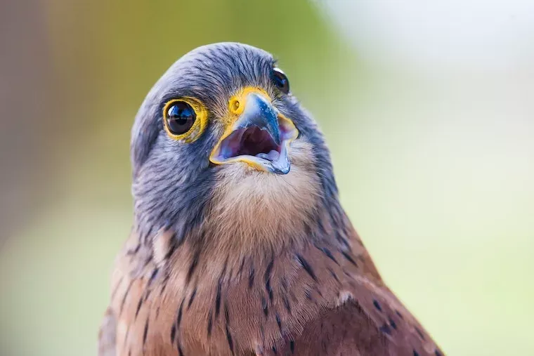 Facts About Falcons