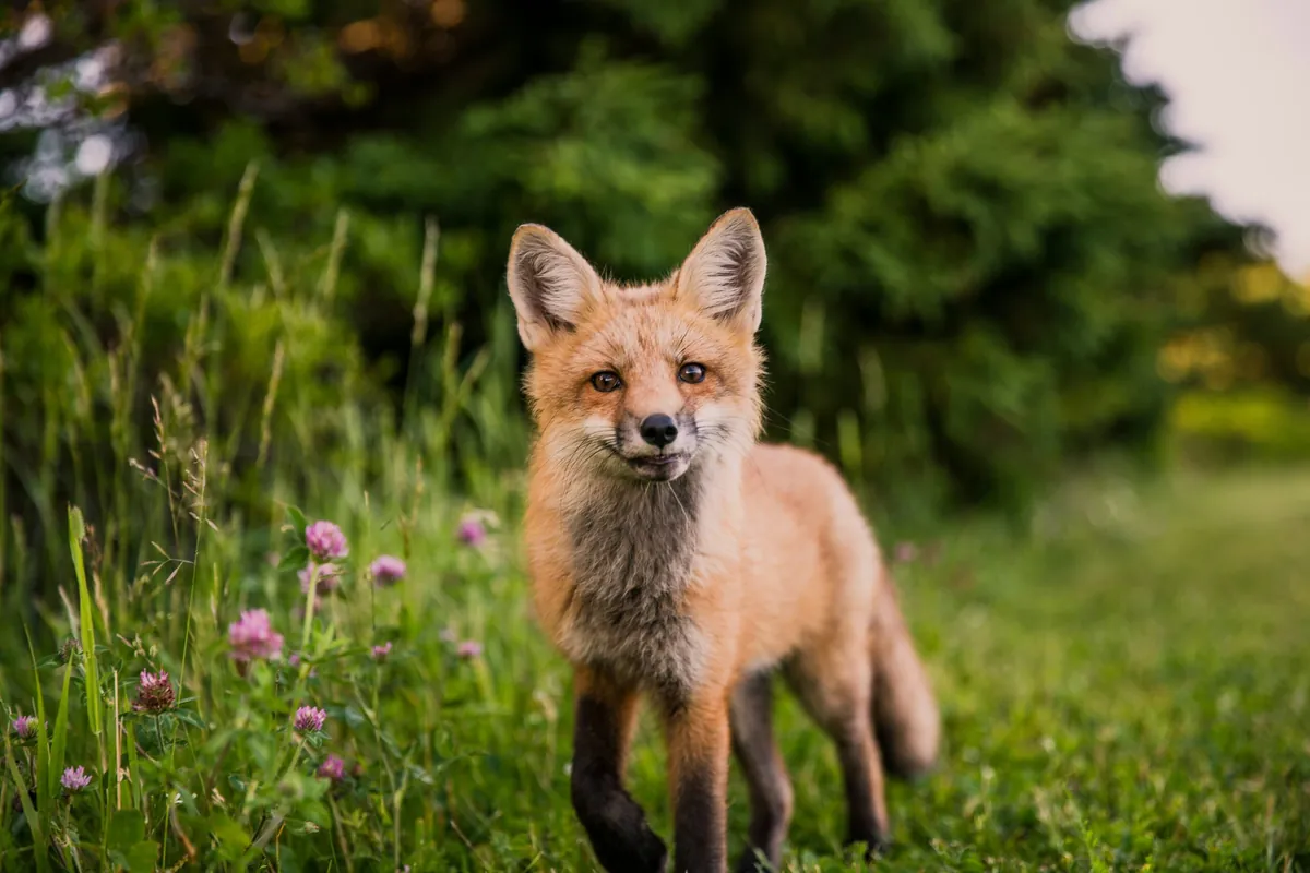 Facts About Fennec Foxes