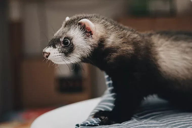 Facts About Ferrets