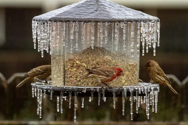 Finches